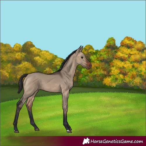 Horse Color:Bay Dun 