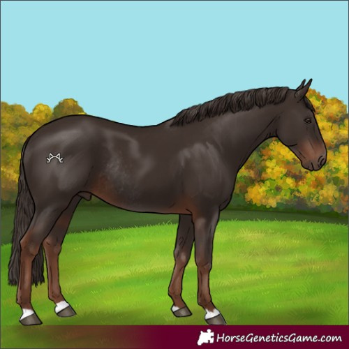 Horse Color:Liver Chestnut Rabicano 
