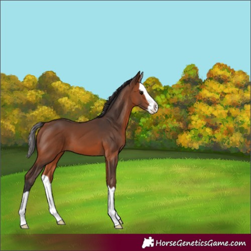 Horse Color:Bay Splash 