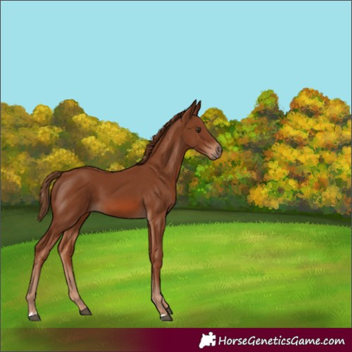 Horse Color:Chestnut 