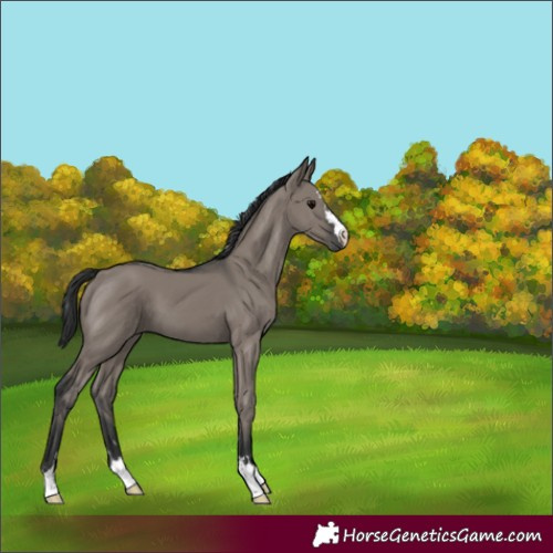 Horse Color:Grullo 