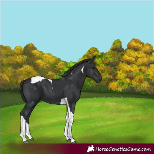 Horse Color:Black Tobiano 