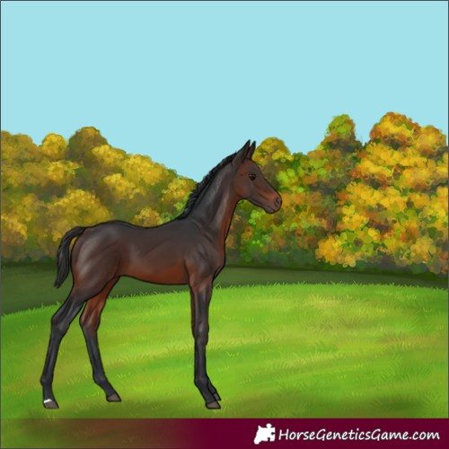 Horse Color:Brown 