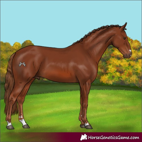Horse Color:Chestnut 