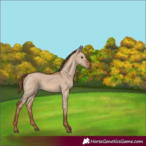 Horse Color:Red Dun 