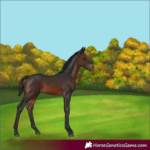 Horse Color:Brown 