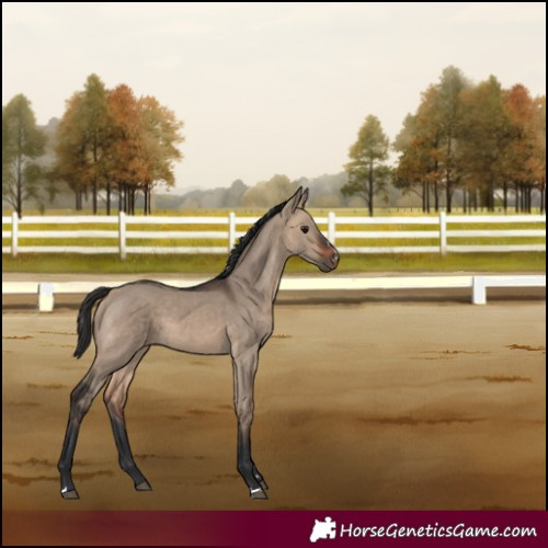 Horse Color:Bay Dun 