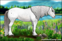 Horse Color:Brown Appaloosa