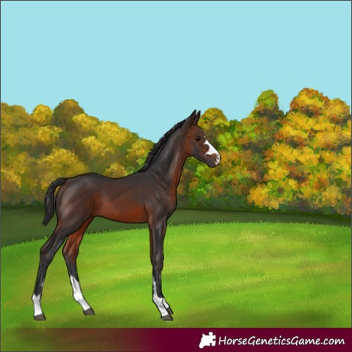 Horse Color:Brown 