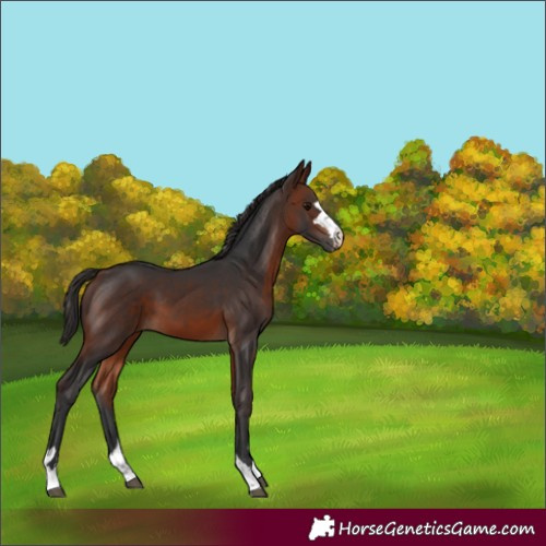 Horse Color:Bay 