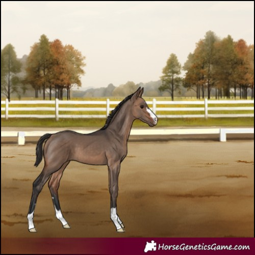 Horse Color:Bay Dun 