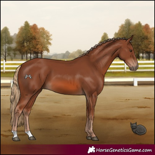 Horse Color:Chestnut 