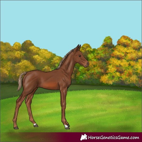 Horse Color:Chestnut 