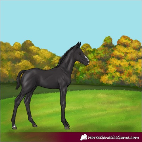 Horse Color:Smoky Black 