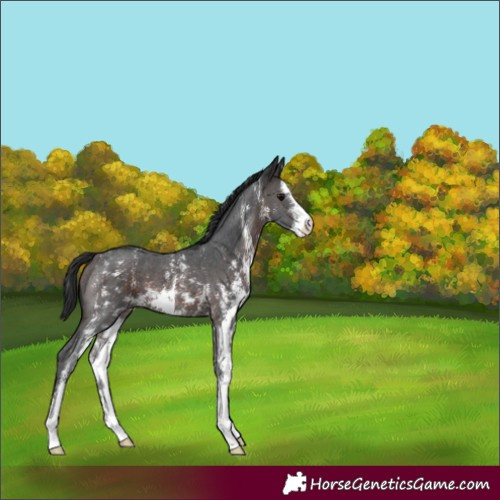 Horse Color:Brown Sabino 