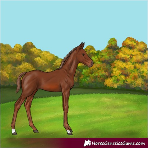 Horse Color:Chestnut 