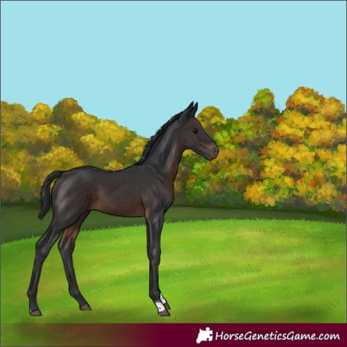 Horse Color:Brown Tobiano 