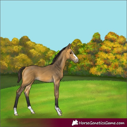 Horse Color:Buckskin 