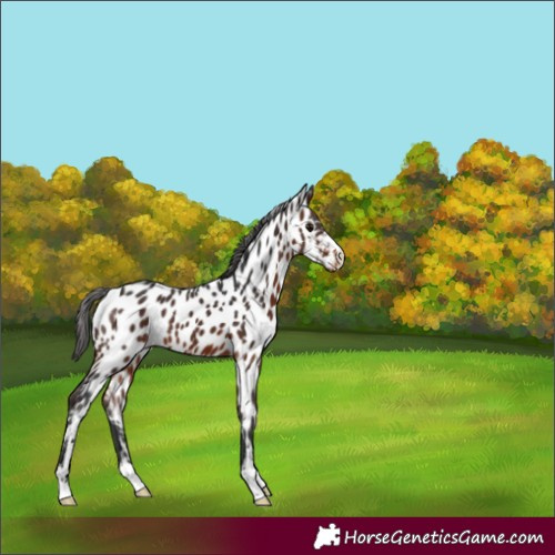 Horse Color:Brown Appaloosa 