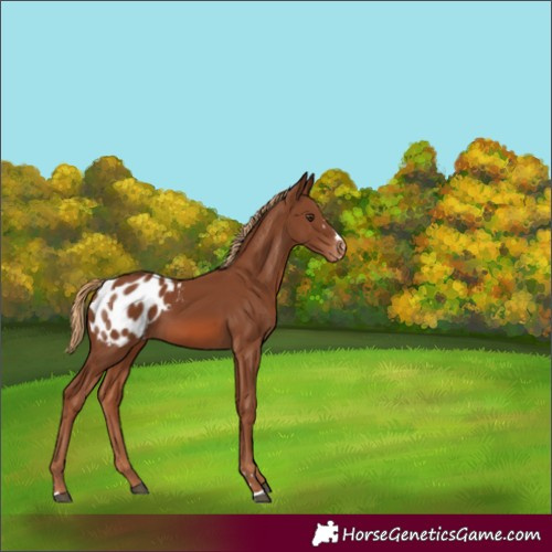 Horse Color:Chestnut Appaloosa 
