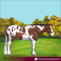 Horse Color:Brown Splash Tobiano Appaloosa 