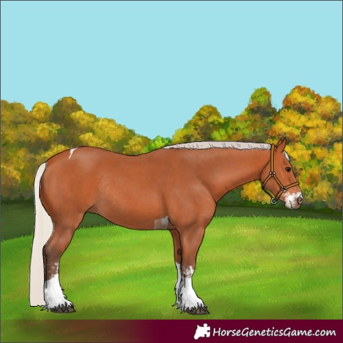 Horse Color:Silver Bay Sabino Tobiano Rabicano 