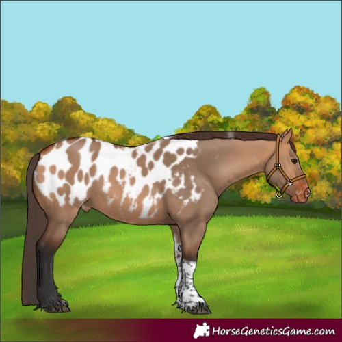 Horse Color:Bay Dun Tobiano Blanket Rabicano 
