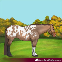 Horse Color:Bay Dun Tobiano Appaloosa Rabicano