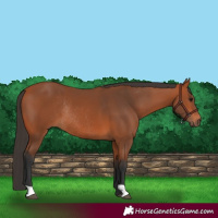 Horse Color:Bay Rabicano