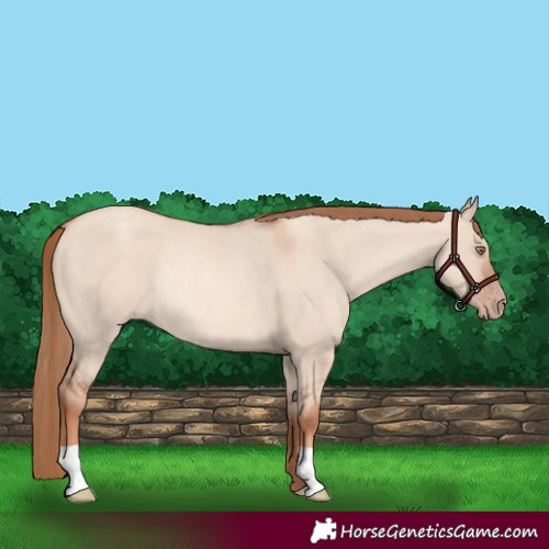 Horse Color:Gold Champagne Dun Rabicano 