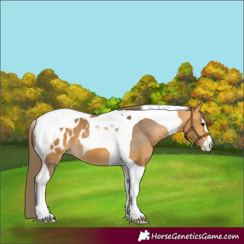 Horse Color:Buckskin Tobiano Blanket
