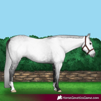 Horse Color:Gray Black Rabicano 