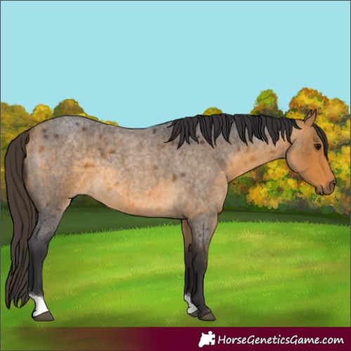 Horse Color:Buckskin Roan 