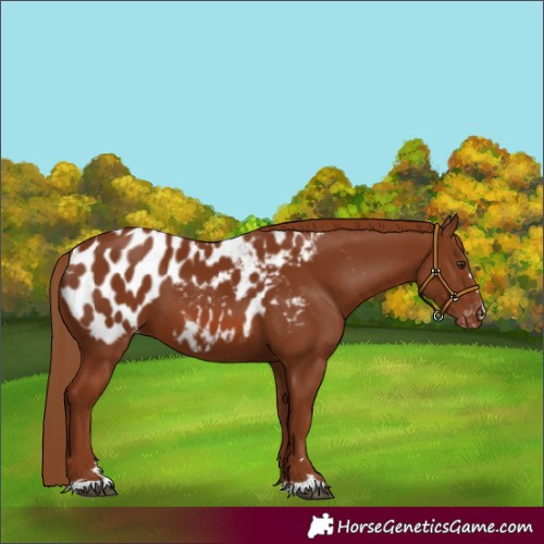 Horse Color:Chestnut Appaloosa 