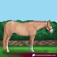 Horse Color:Gold Champagne Rabicano 