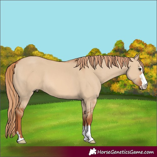 Horse Color:Red Dun 