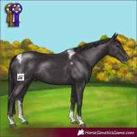 Horse Color:Smoky Black Sabino Tobiano Rabicano