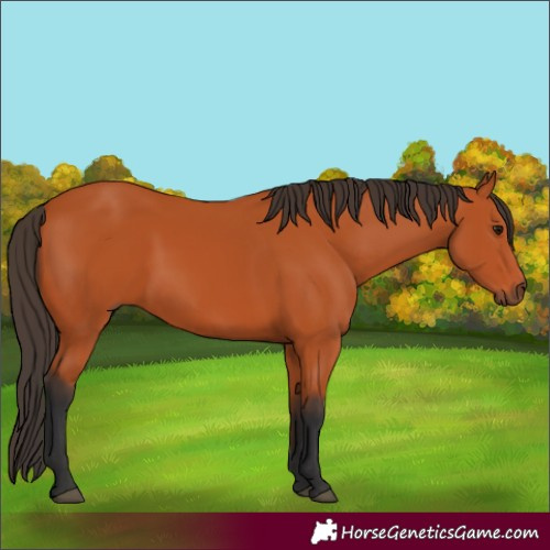 Horse Color:Bay 