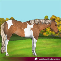 Horse Color:Chocolate Palomino Tobiano 