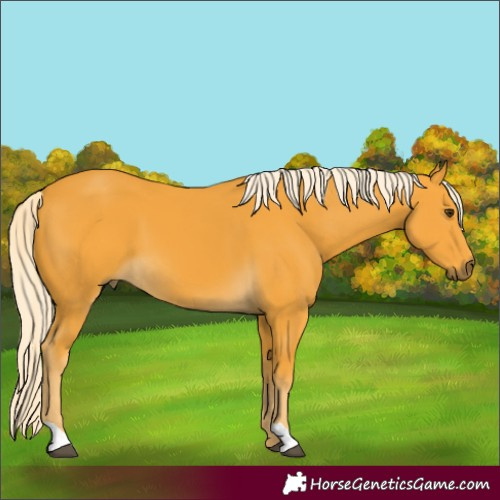 Horse Color:Palomino 
