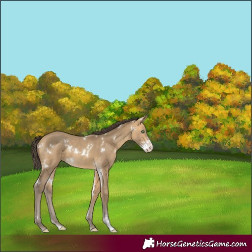 Horse Color:White Spotted Sable Cream Champagne Sabino 
