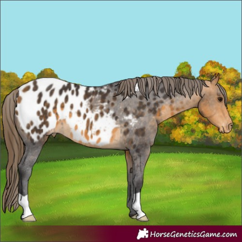 Horse Color:Buckskin Appaloosa 