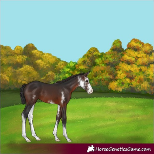 Horse Color:Brown Sabino 