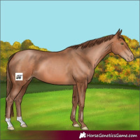 Horse Color:Brown Pearl 