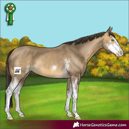 Horse Color:Sable Cream Champagne Sabino