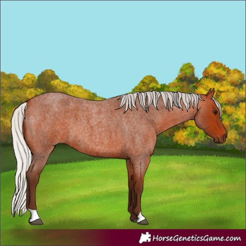Horse Color:Silver Bay Roan 