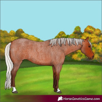 Horse Color:Silver Bay Roan 