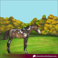Horse Color:White Spotted Buckskin Sabino