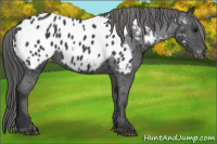 Horse Color:Black Appaloosa