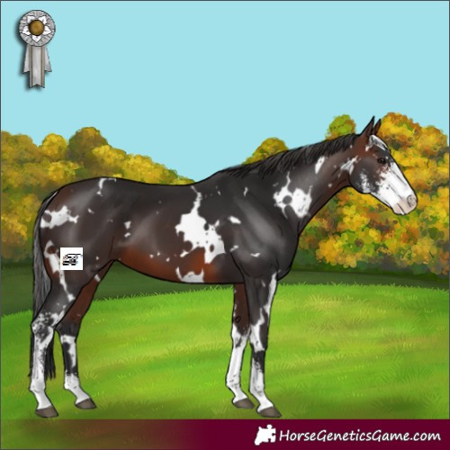 Horse Color:White Spotted Brown Sabino 